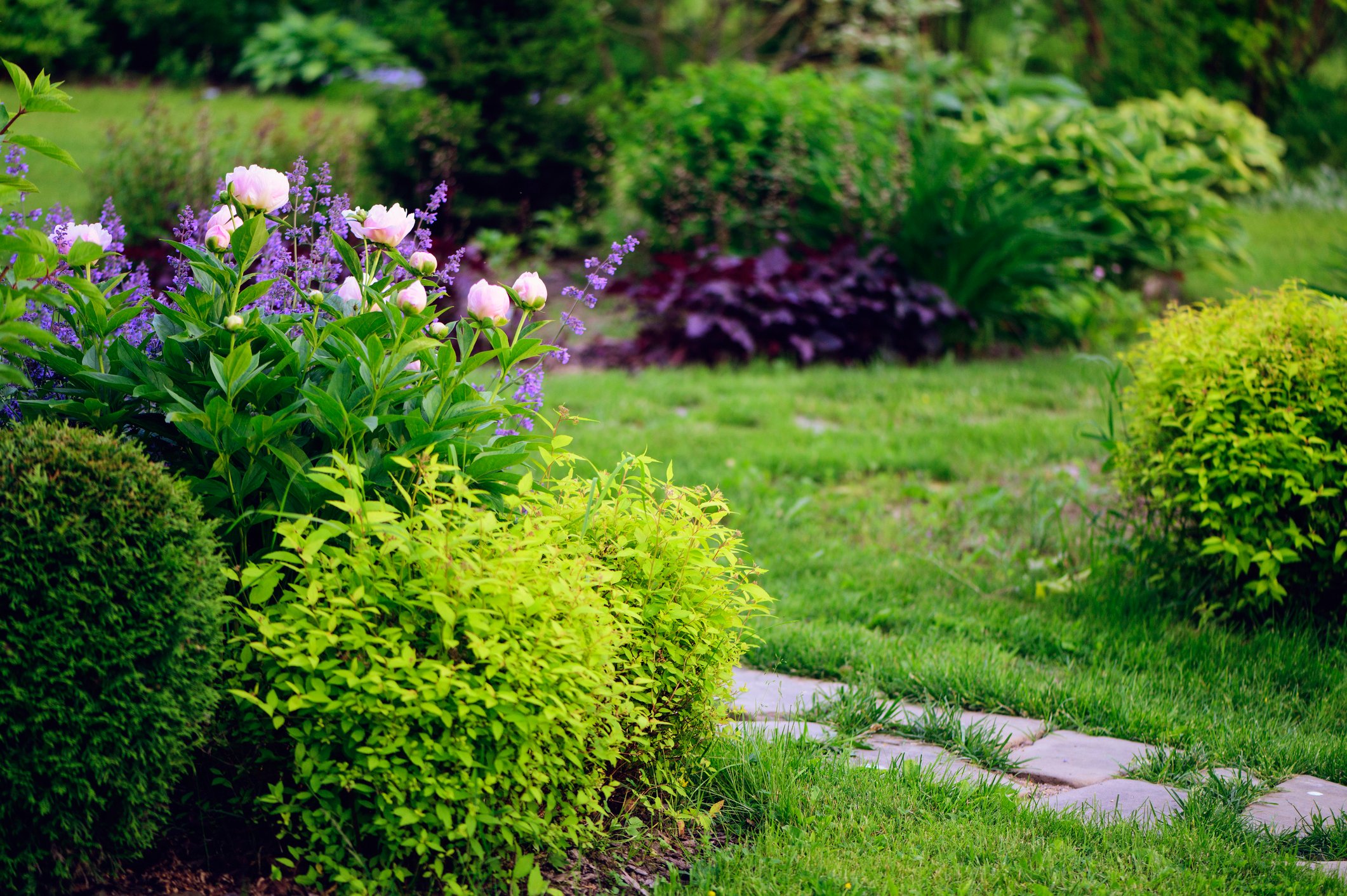 Beautiful plants and landscaping in garden